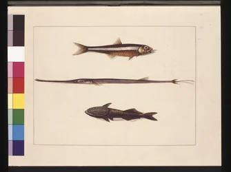 Sivu 13. Catherine, Tupakka, Pipe Fish, Remora Fish. Tunnetaan nykyään nimellä sardelli, huilusuu ja imevä kala, n. 1789-90 (akvarelli)