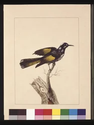 Sivu 19. New Holland Creeper. Tunnetaan nykyään New Hollandin hunajasyöjänä, n. 1789-1790 (akvarelli)