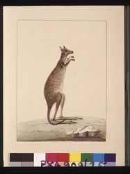 Sivu 25. Kenguru. Tunnetaan nykyään kenguruna. Näyttää olevan Sarah Stonen kopio Charles Catton Junrista. levy, n. 1789-90 (akvarelli)