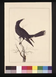 Sivu 30. Valkoinen, tuulettuva Crow. Tunnetaan nykyään nimellä Pied Currawong, n. 1789-1790 (akvarelli)
