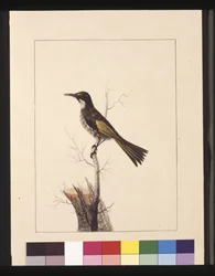 Sivu 5. New Holland Creeper. Tunnetaan nykyään valkoposkeisena hunajaa syöjänä, n. 1789-1790 (akvarelli)