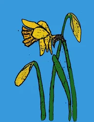 Narsissit, 2015 (monoprintti musteilla)
