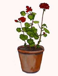 Geraniums kukkaruukussa, 2019, (akvarelli)