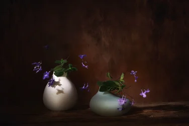 Leijuvat violetit kukat