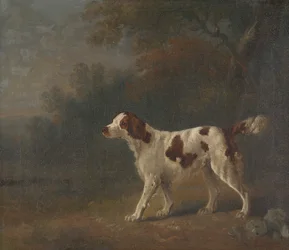 Setter metsän reunalla