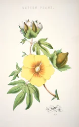 Puuvillakasvi (värilitografia)