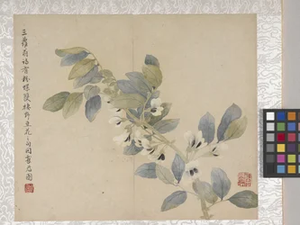 8-lehtinen kukka-albumi, 1700-luvun puoliväli (muste ja väri paperille).