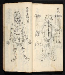 Akupunktiopisteet pitkin kehon keskilinjaa, Jing Guan Qi Zhi, "Akupunktiopisteiden ja -kanavien alku ja loppu", pub. Etelä-Kiina, 1700-luvun alku (muste paperille)