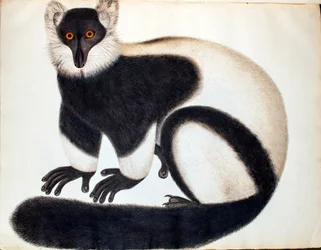 Mustavalkovari, teoksesta ”Reevesin kokoelman eläimet”, piirustuksia Kiinasta, n. 1829-31
