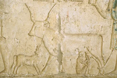 Muinainen Egypti, seinäkaiverrus, Petosiriksen hauta, Tuna el Gebel, 300 eKr., Lypsävä lehmä (kuva)