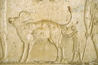 Muinainen Egypti, Seinien kaiverrus/maalaus, Petosiris-hauta, Tuna Gabel, Tuna el Gebel, 300 eKr., Autamme lehmää synnyttämään (kuva)