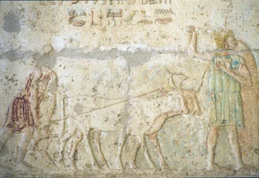 Muinainen Egypti, seinäkaiverrukset/maalaukset, Petosiriksen hauta, Tuna el Gebel, 300 eKr., Kyntö ja kylvö (kuva)