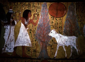 Luxor - Thebes: Niilin vasen ranta. DEIR EL MEDINEHin verkkosivusto: käsityöläisten kylä ja hautausmaa. Yksityiskohta haudan seinämaalauksesta, jossa vasikka, vielä ohuet ja hauraat jalat, ilmentää tulevaa apista. 19. dynastia.