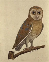 Pöllö (värillinen kaiverrus)