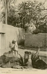 Le Repos du Chamelier, c.1890-1914 (b/w photo)
