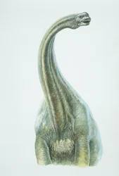 Brontosaurus, Jurassic (väri litho)
