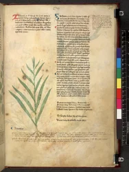 Egerton 747 Tractatus de herbis (Herbal) n. 1280-1310 (muste ja väri tarranauhalla)