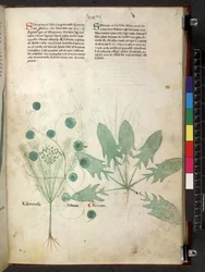 Egerton 747 Tractatus de herbis (Herbal) n. 1280-1310 (muste ja väri tarranauhalla)