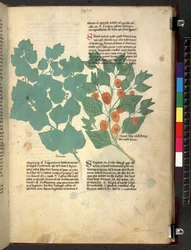 Egerton 747 Tractatus de herbis (Herbal) n. 1280-1310 (muste ja väri tarranauhalla)