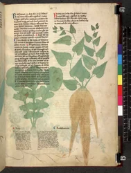 Egerton 747 Tractatus de herbis (Herbal) n. 1280-1310 (muste ja väri tarranauhalla)