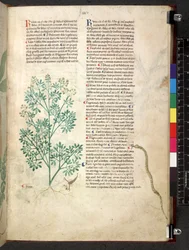 Egerton 747 Tractatus de herbis (Herbal) n. 1280-1310 (muste ja väri tarranauhalla)