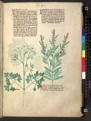 Egerton 747 Tractatus de herbis (Herbal) n. 1280-1310 (muste ja väri tarranauhalla)