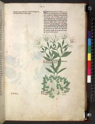 Egerton 747 Tractatus de herbis (Herbal) c.1280-1310 (tinta i color sobre vitela) finlandès