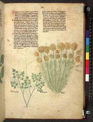 Egerton 747 Tractatus de herbis (Herbal) n. 1280-1310 (muste ja väri tarranauhalla)