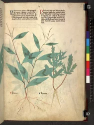 Egerton 747 Tractatus de herbis (Herbal) n. 1280-1310 (muste ja väri tarranauhalla)