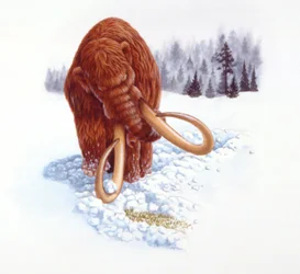 Mammutti etsii ruokaa lumesta, plioseeni/pleistoseenikausi (väri litho)
