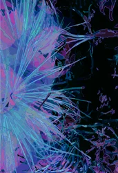 Artichoke_abst_vert1 (digitaalinen)