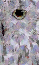 Pöllö3 (digitaalinen)