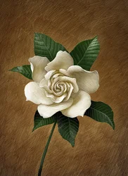 Gardenia, 2015 (raapalevy, väritetty digitaalisesti)