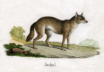 Saakaalin antiikkiprintti