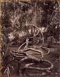 Creeper Peradeniya Gardensissa, Ceylonissa