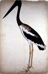 Mustakaulahaikara, Xenorhynchus asiaticus, maalattu Lady Impeylle Kalkutassa, noin 1780