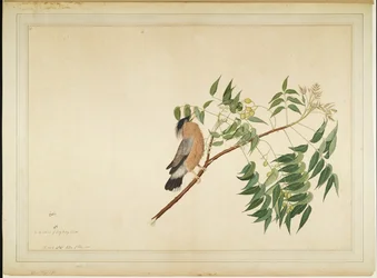 Brahminy Starling Neem Tree Branchissa, folio Lady Impeyn tilaamasta sarjasta, 1780