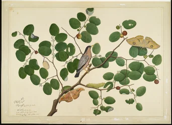 Brahminy Starling kahdella antheraea-koilla, toukalla ja kotelolla Intian juujubepuussa, folio sarjasta, jonka tilaaja Lady Impey, 1777