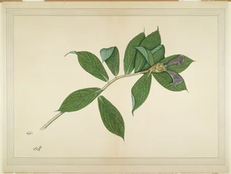 Crepe Ginger Plant, folio sarjasta, jonka tilaaja Lady Impey, n. 1780
