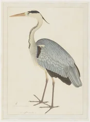 Gray Heron, folio sarjasta, jonka tilaaja Lady Impey, n. 1780-82