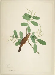 Hwamei Terminalia Branchissa, folio sarjasta, jonka tilaaja Lady Impey, 1780