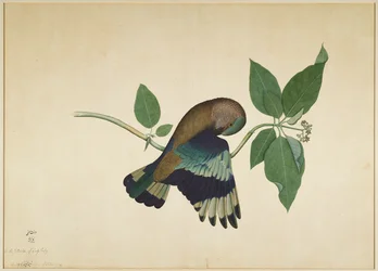Indian Roller on Sandalwood Branch, folio sarjasta, jonka tilaaja Lady Impey, 1779