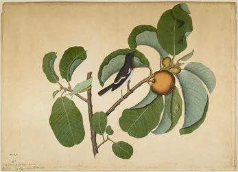 Oriental Harakka Robin Katydidin ja Leaf Hopperin kanssa Monkey Jack Branchissa, folio Lady Impeyn tilaamasta sarjasta, 1778
