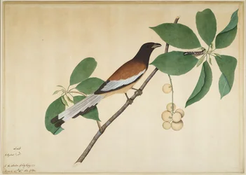Rufous Treepie ja Caterpillar on Branch, folio sarjasta, jonka tilaaja Lady Impey, 1777