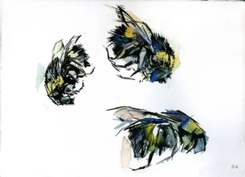 Bee Studies, 2024 (tussi paperille)