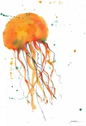 Oranssi vesivärimeduusa
