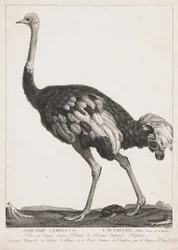 Strutsi