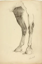 Hevosen jalka