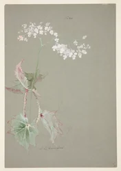 Pink Begonian tutkimus