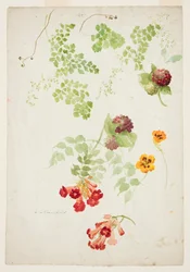 Maidenhair Fern, Trumpet Vine ja Nasturtium tutkimus